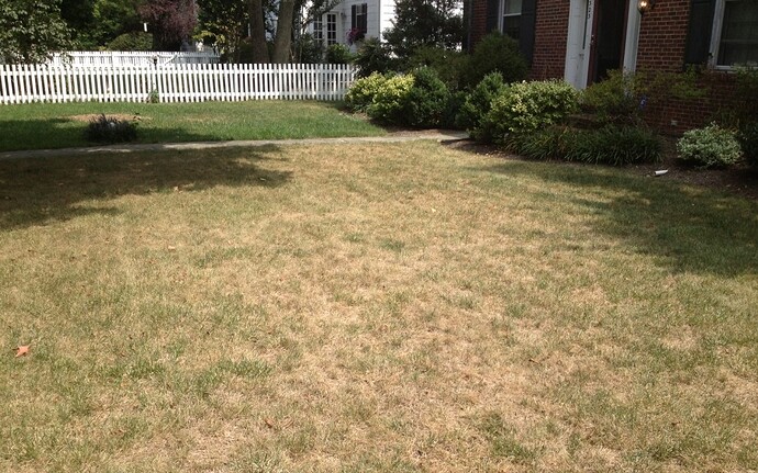 lawn-drought-stress