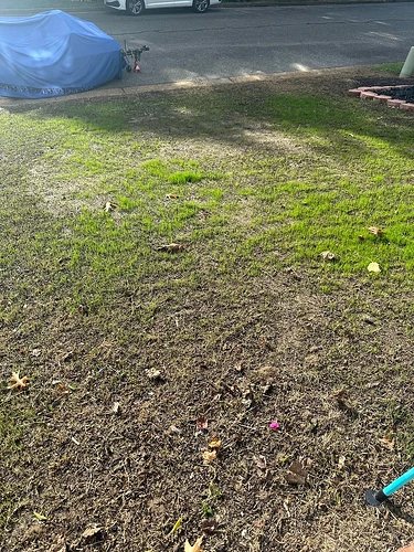 lawn renovation